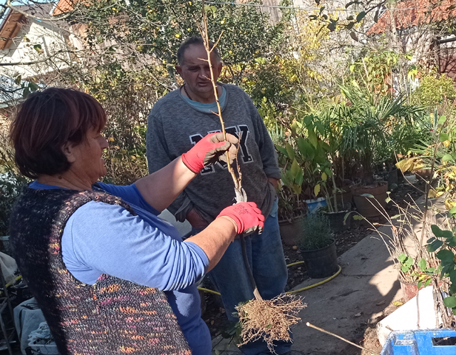 Obrezivanje sadnice za kupca                                                                                                                                                                                                                              